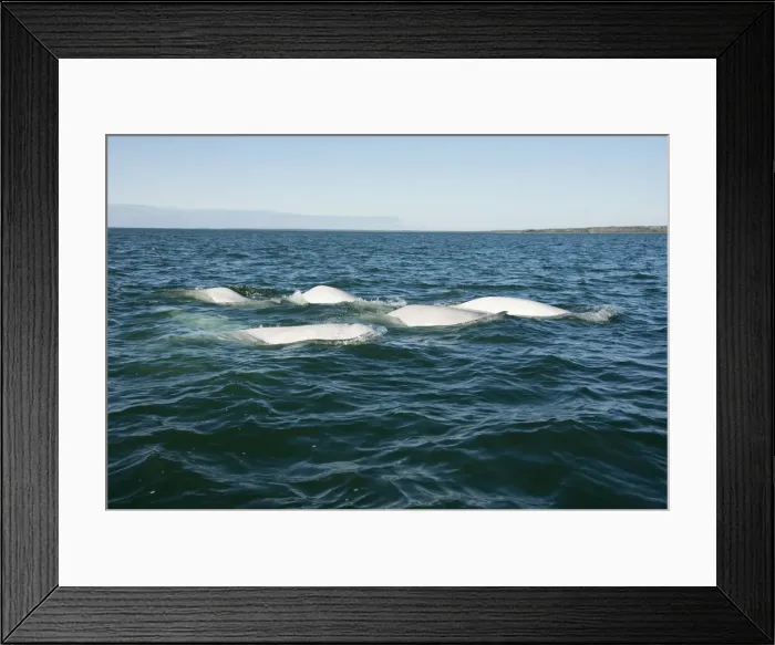 Framed Print : DDE-90028172 Framed Print : DDE-90028172
