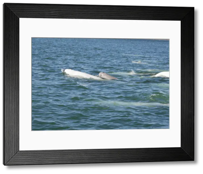Framed Print : DDE-90028173 Framed Print : DDE-90028173