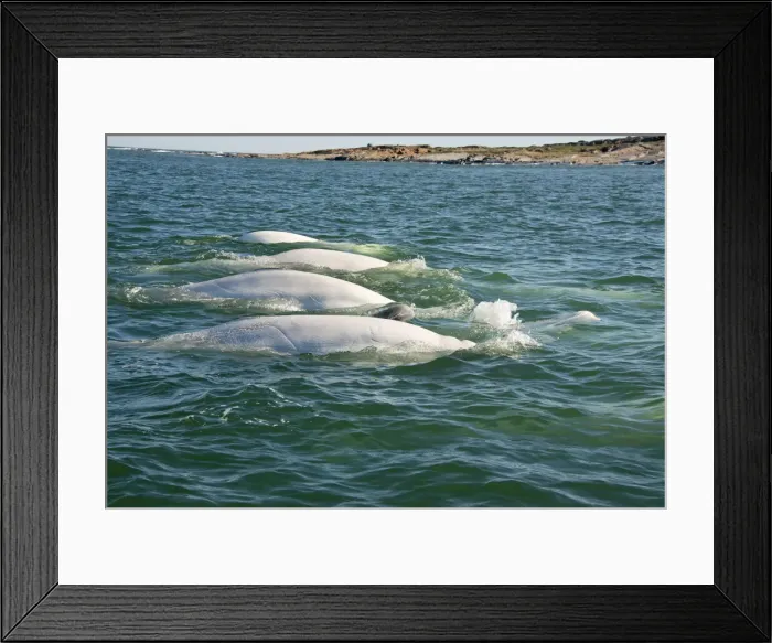 Framed Print : DDE-90028174 Framed Print : DDE-90028174