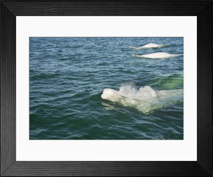 Framed Print : DDE-90028175 Framed Print : DDE-90028175