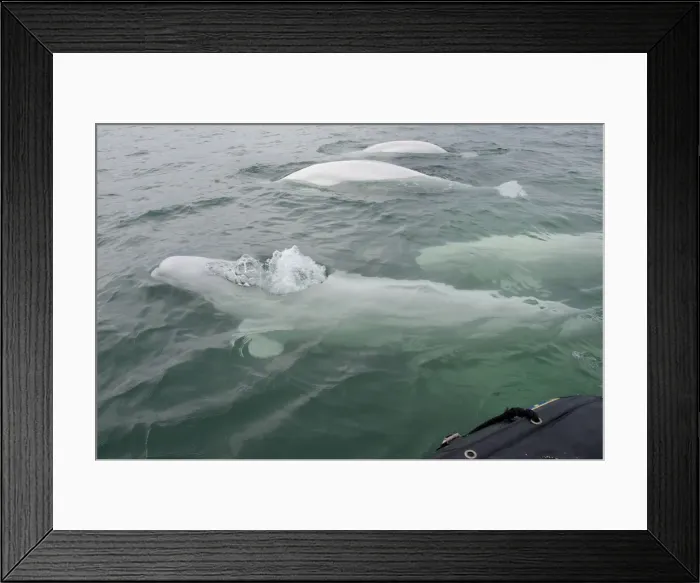 Framed Print : DDE-90028176 Framed Print : DDE-90028176