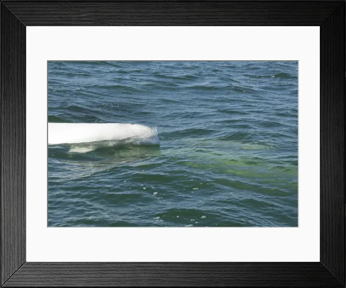 Framed Print : DDE-90028182 Framed Print : DDE-90028182