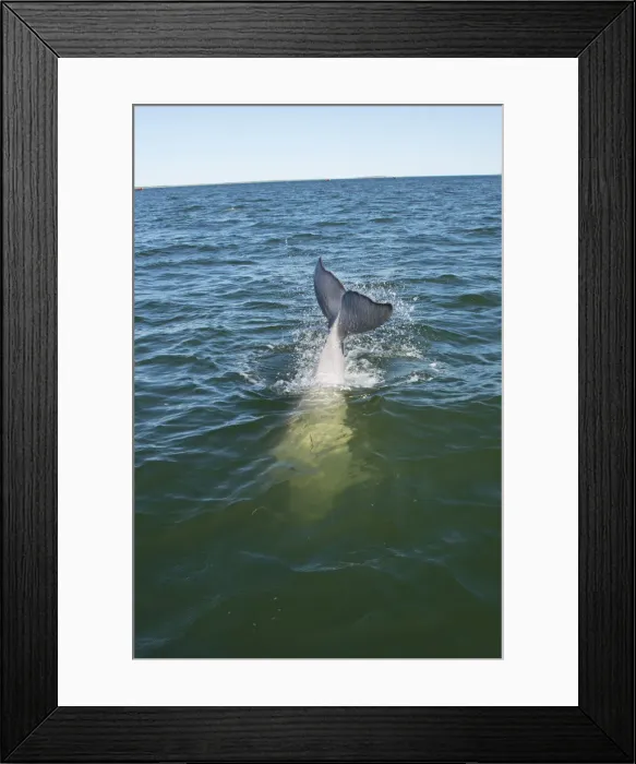 Framed Print : DDE-90028183 Framed Print : DDE-90028183