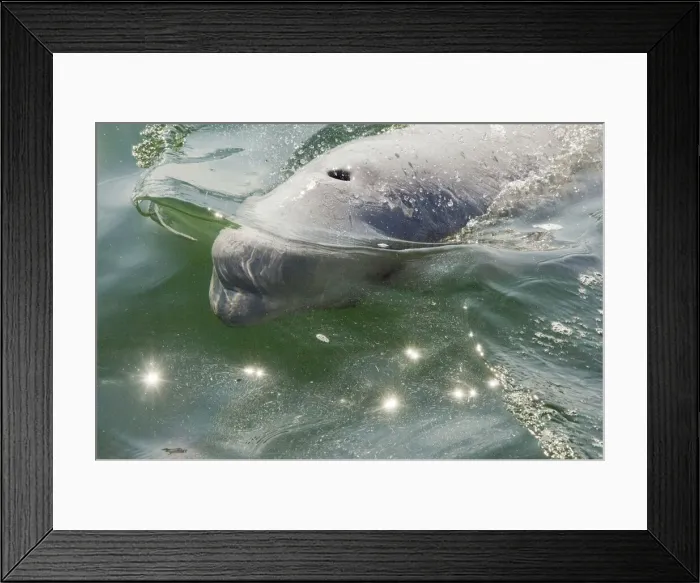 Framed Print : DDE-90028184 Framed Print : DDE-90028184