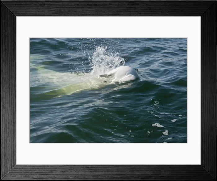 Framed Print : DDE-90028185 Framed Print : DDE-90028185