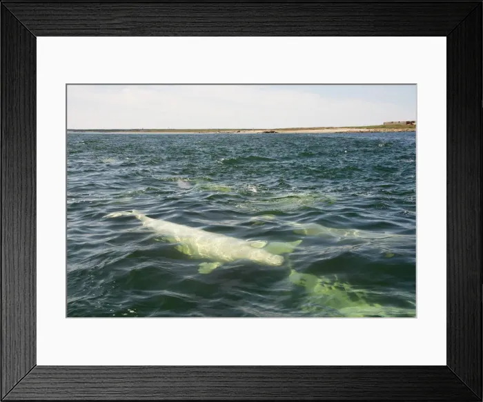 Framed Print : DDE-90028186 Framed Print : DDE-90028186