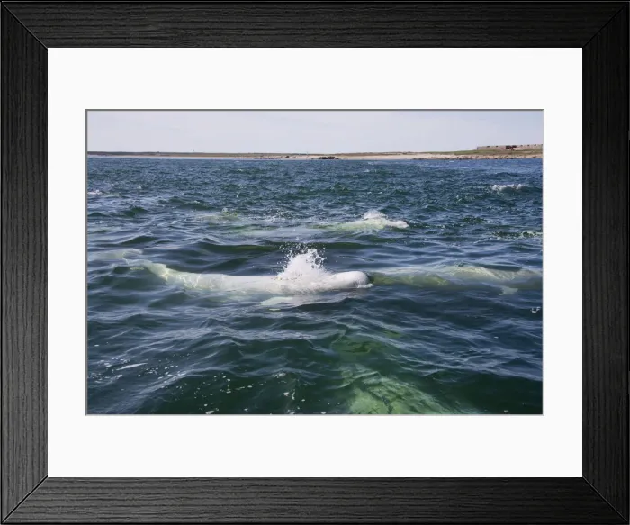 Framed Print : DDE-90028187 Framed Print : DDE-90028187