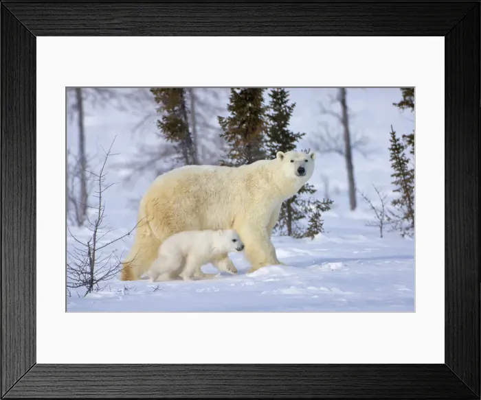 Framed Print : DDE-90028189 Framed Print : DDE-90028189