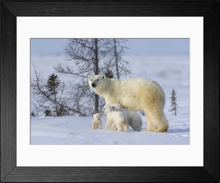 Framed Print : DDE-90028190 Framed Print : DDE-90028190