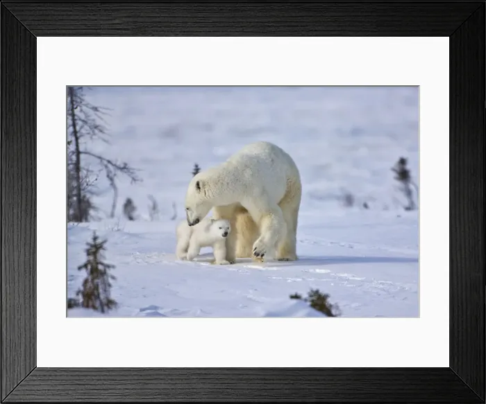 Framed Print : DDE-90028191 Framed Print : DDE-90028191