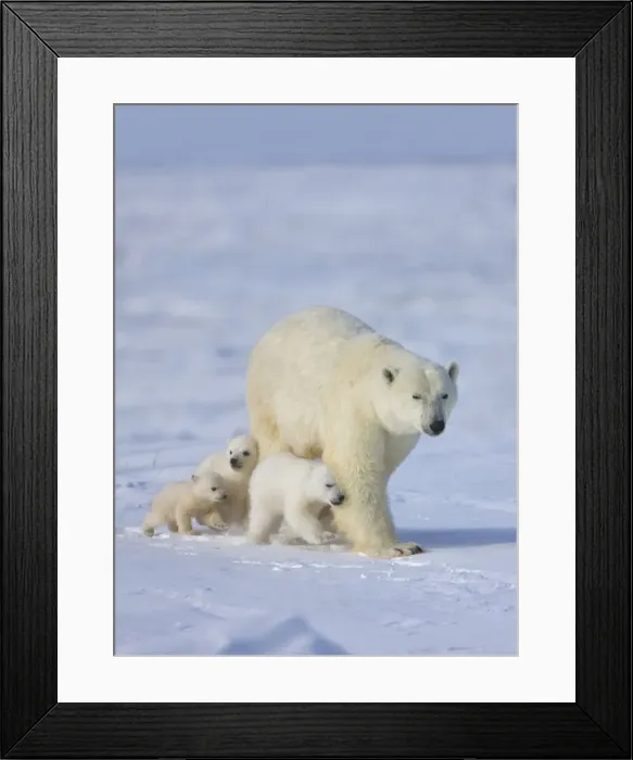 Framed Print : DDE-90028192 Framed Print : DDE-90028192