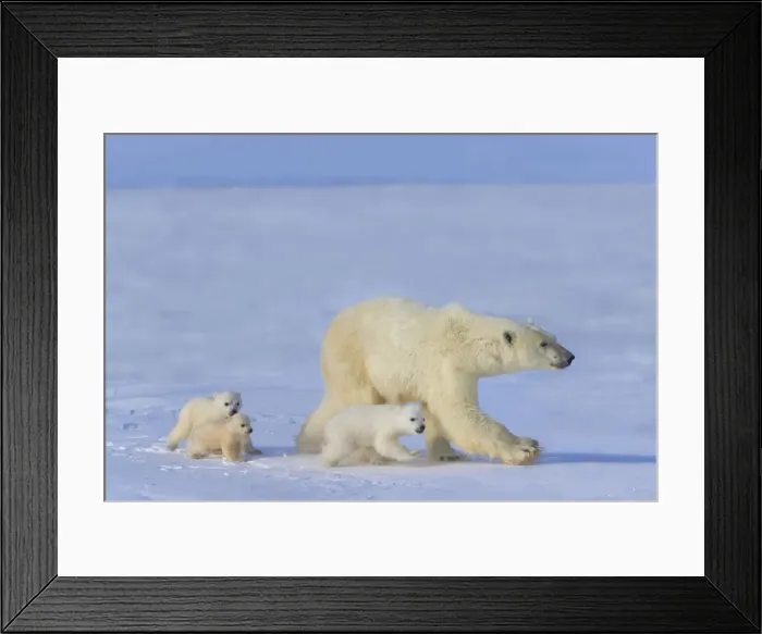 Framed Print : DDE-90028193 Framed Print : DDE-90028193