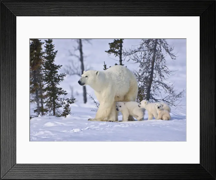 Framed Print : DDE-90028195 Framed Print : DDE-90028195