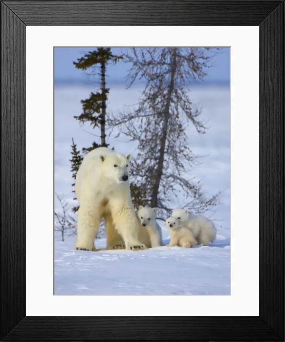 Framed Print : DDE-90028194 Framed Print : DDE-90028194