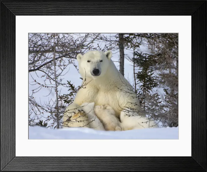 Framed Print : DDE-90028197 Framed Print : DDE-90028197