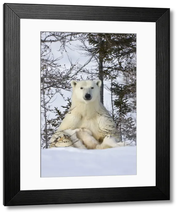 Framed Print : DDE-90028198 Framed Print : DDE-90028198