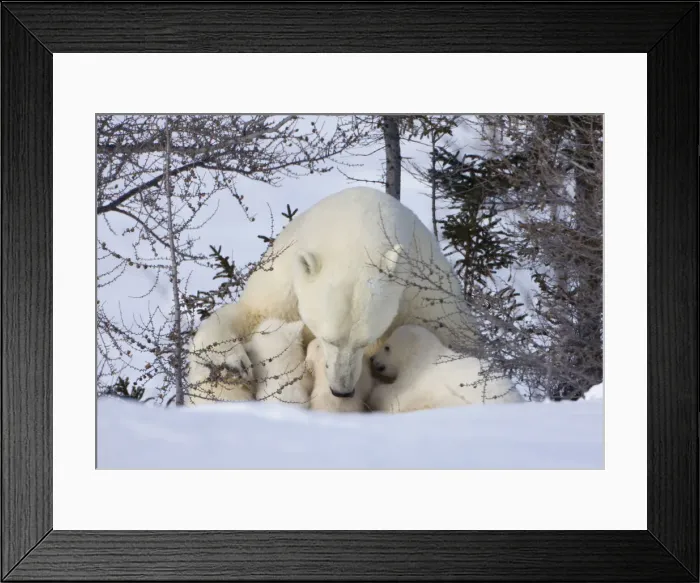 Framed Print : DDE-90028196 Framed Print : DDE-90028196