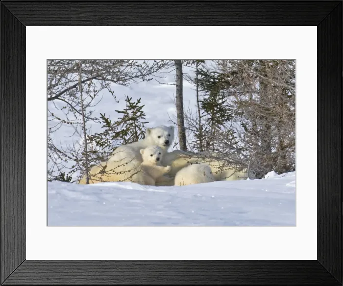 Framed Print : DDE-90028200 Framed Print : DDE-90028200