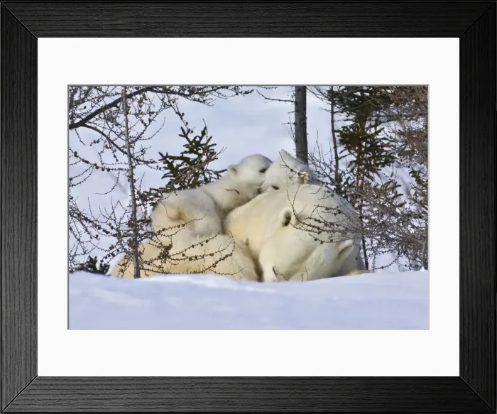 Framed Print : DDE-90028203 Framed Print : DDE-90028203