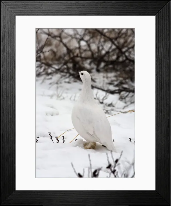Framed Print : DDE-90028210 Framed Print : DDE-90028210