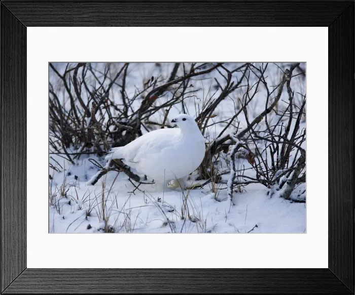 Framed Print : DDE-90028209 Framed Print : DDE-90028209