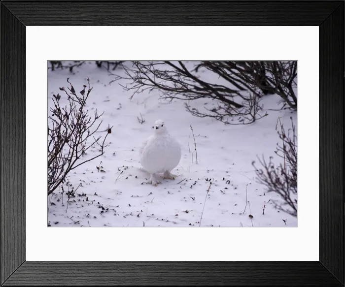 Framed Print : DDE-90028211 Framed Print : DDE-90028211