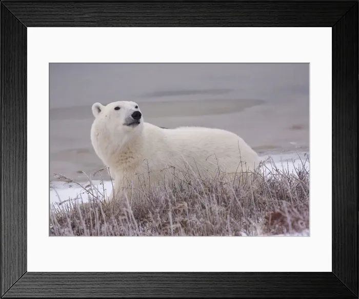 Framed Print : DDE-90028212 Framed Print : DDE-90028212