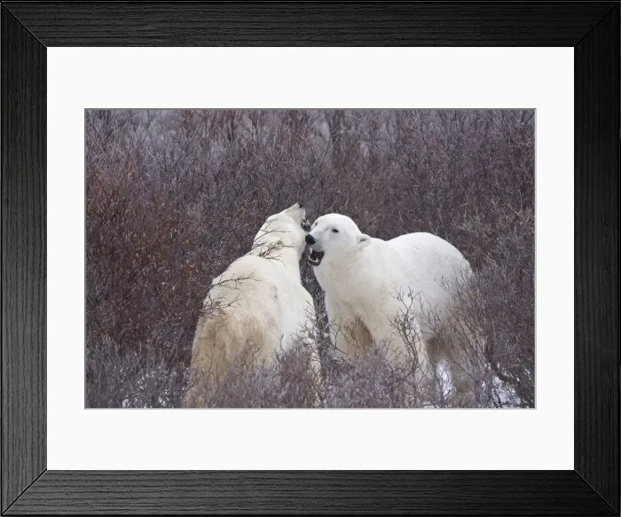 Framed Print : DDE-90028215 Framed Print : DDE-90028215