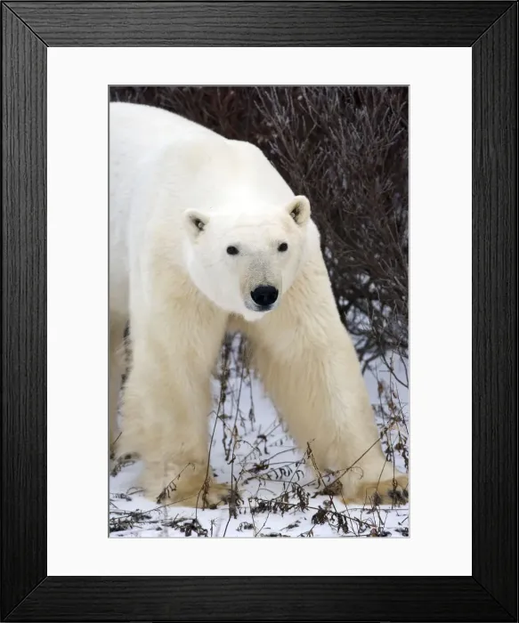 Framed Print : DDE-90028216