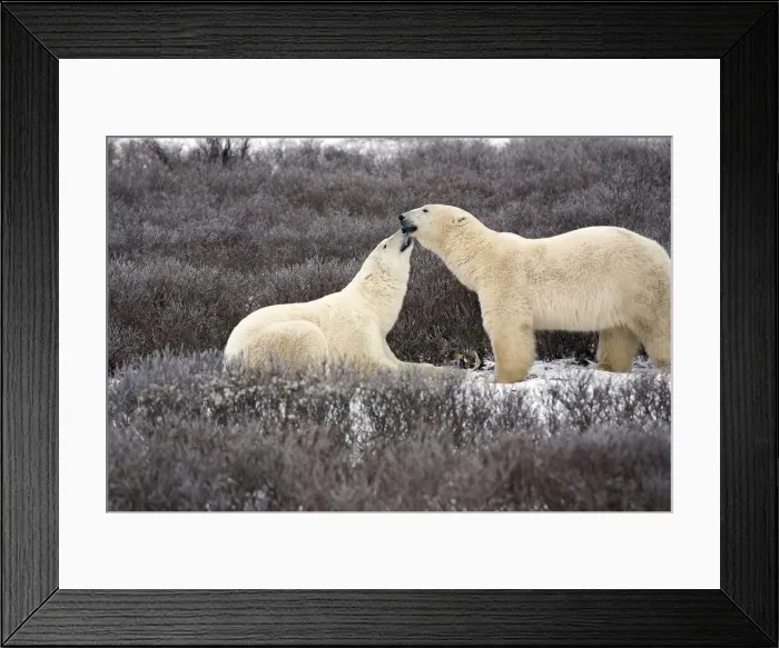 Framed Print : DDE-90028217 Framed Print : DDE-90028217