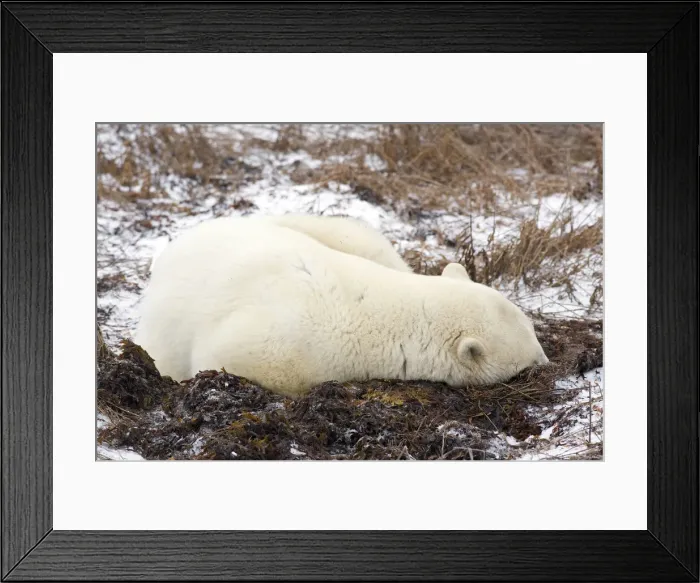 Framed Print : DDE-90028218 Framed Print : DDE-90028218