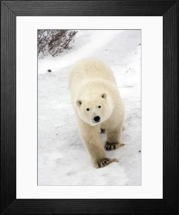 Framed Print : DDE-90028220 Framed Print : DDE-90028220