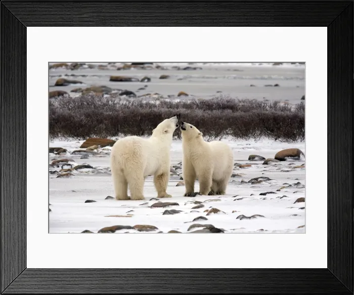 Framed Print : DDE-90028219 Framed Print : DDE-90028219