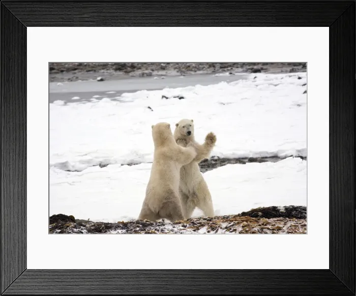 Framed Print : DDE-90028221 Framed Print : DDE-90028221