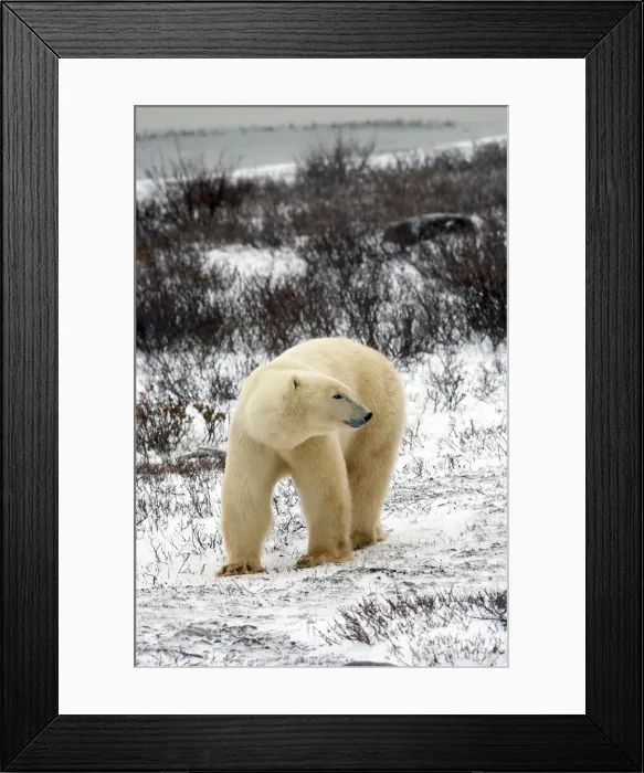 Framed Print : DDE-90028222 Framed Print : DDE-90028222