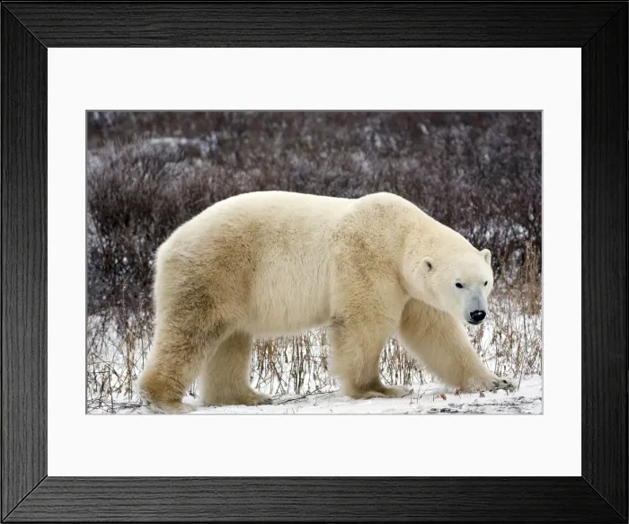 Framed Print : DDE-90028223 Framed Print : DDE-90028223