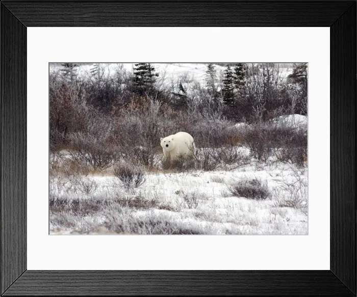 Framed Print : DDE-90028225
