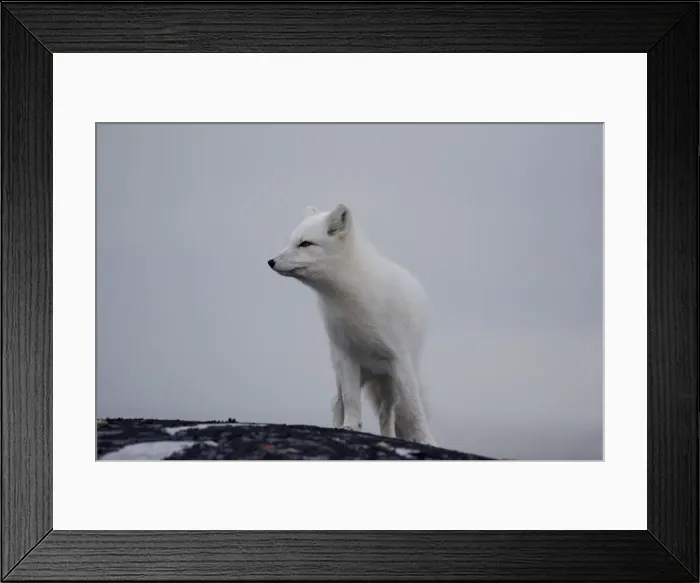 Framed Print : DDE-90028226 Framed Print : DDE-90028226
