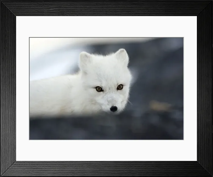 Framed Print : DDE-90028227 Framed Print : DDE-90028227