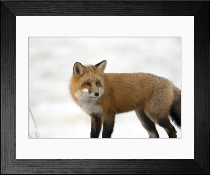 Framed Print : DDE-90028228 Framed Print : DDE-90028228