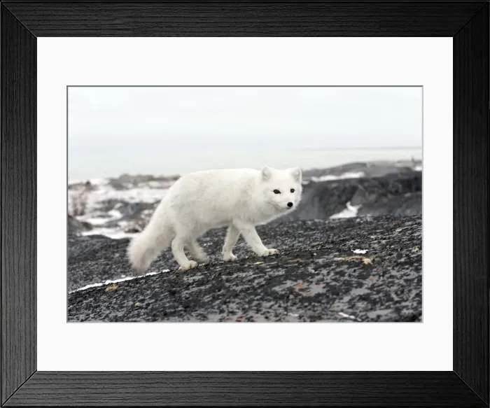 Framed Print : DDE-90028230 Framed Print : DDE-90028230