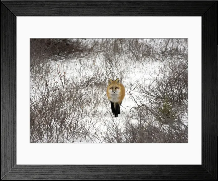 Framed Print : DDE-90028229 Framed Print : DDE-90028229