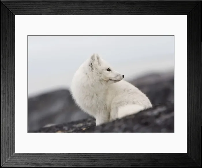 Framed Print : DDE-90028232