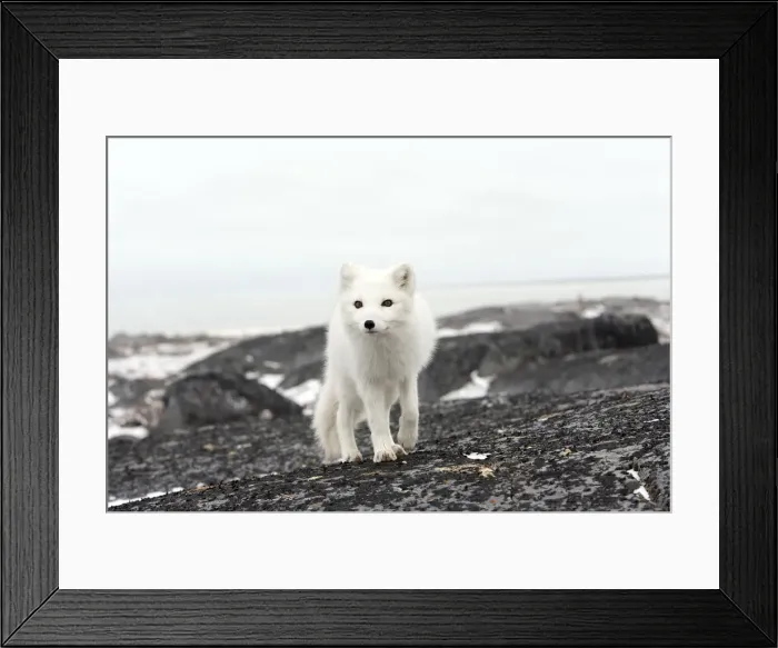 Framed Print : DDE-90028231 Framed Print : DDE-90028231