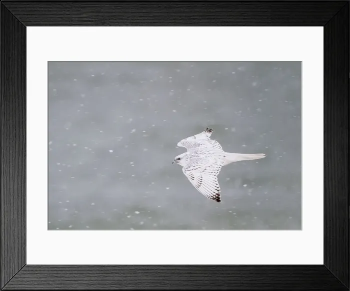 Framed Print : DDE-90028233 Framed Print : DDE-90028233