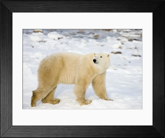 Framed Print : DDE-90028240 Framed Print : DDE-90028240
