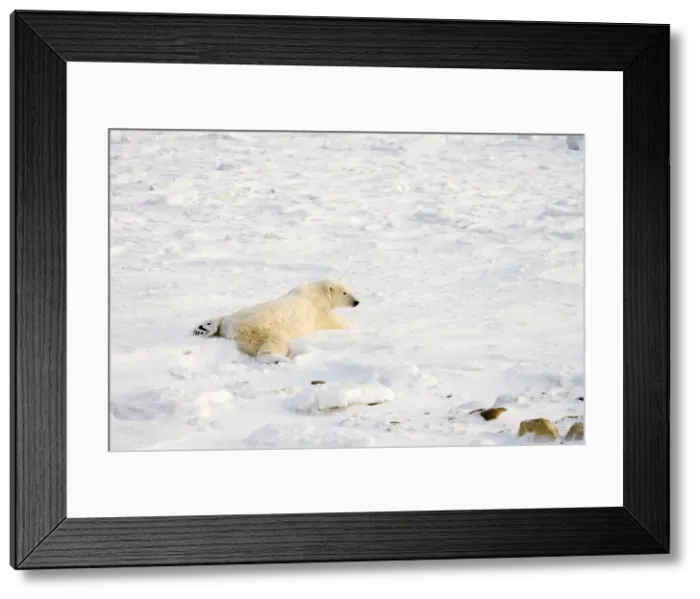 Framed Print : DDE-90028241 Framed Print : DDE-90028241