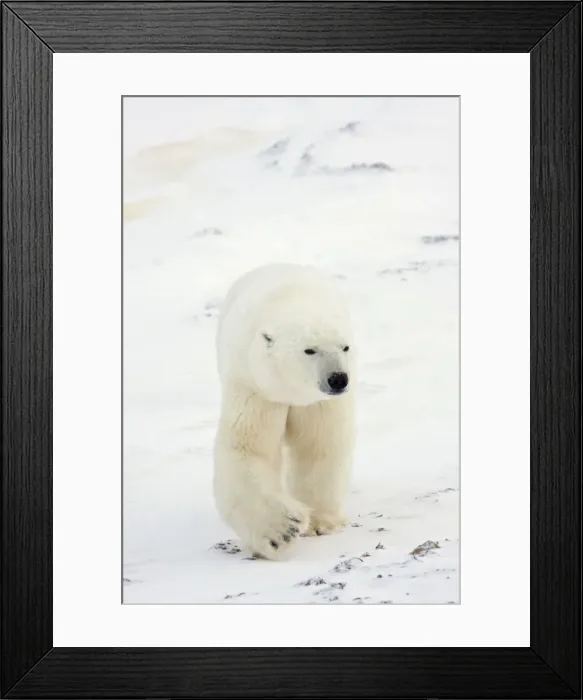 Framed Print : DDE-90028242 Framed Print : DDE-90028242
