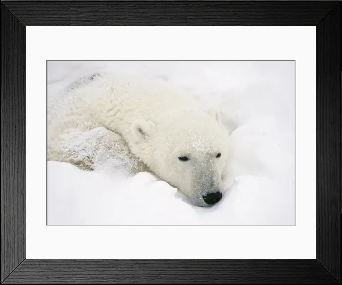 Framed Print : DDE-90028243 Framed Print : DDE-90028243