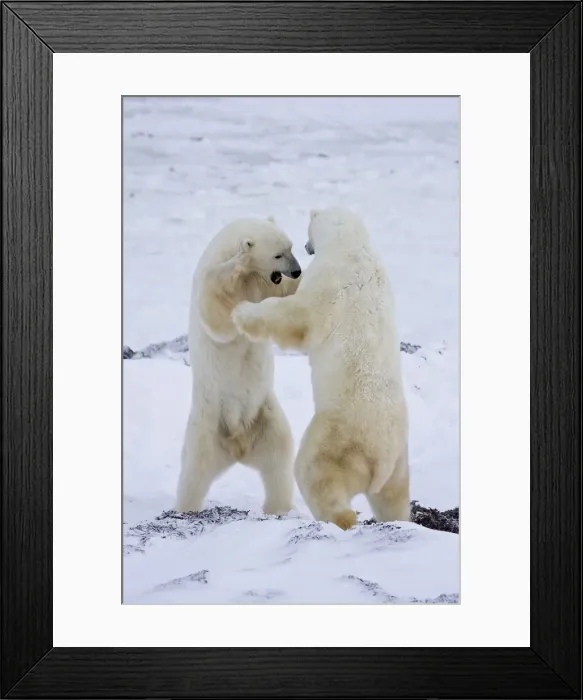 Framed Print : DDE-90028247 Framed Print : DDE-90028247